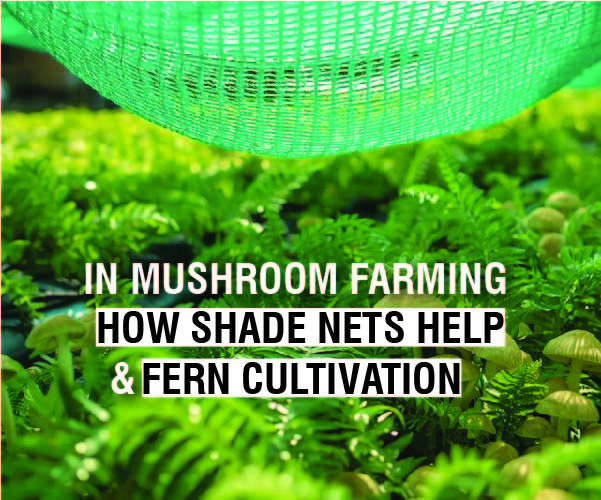 The Dark Art of Growing: How Shade Nets Master the Microclimate for Mushrooms and Ferns