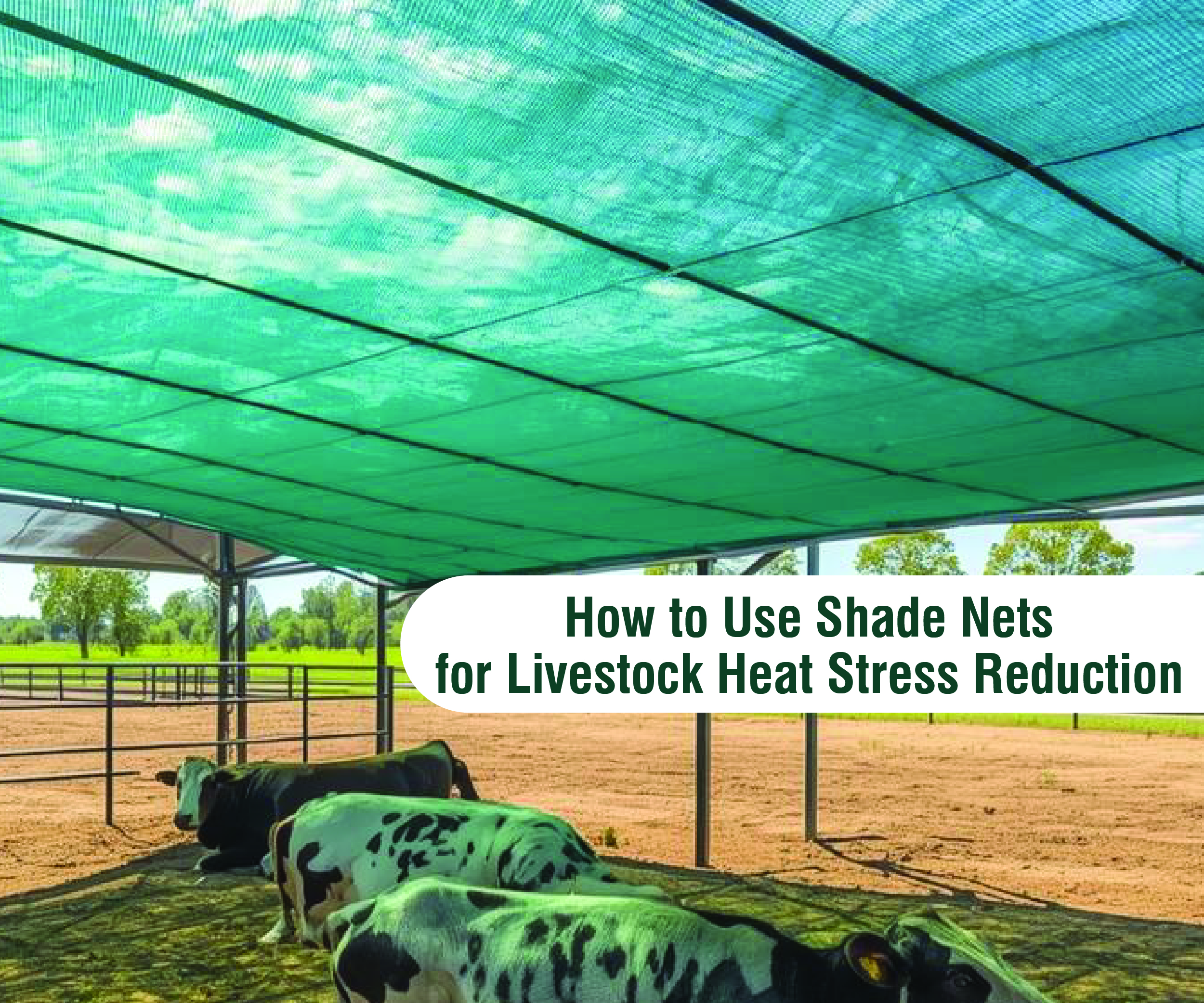 Staying Cool on the Farm: How to Use Shade Nets for Livestock Heat Stress Reduction
