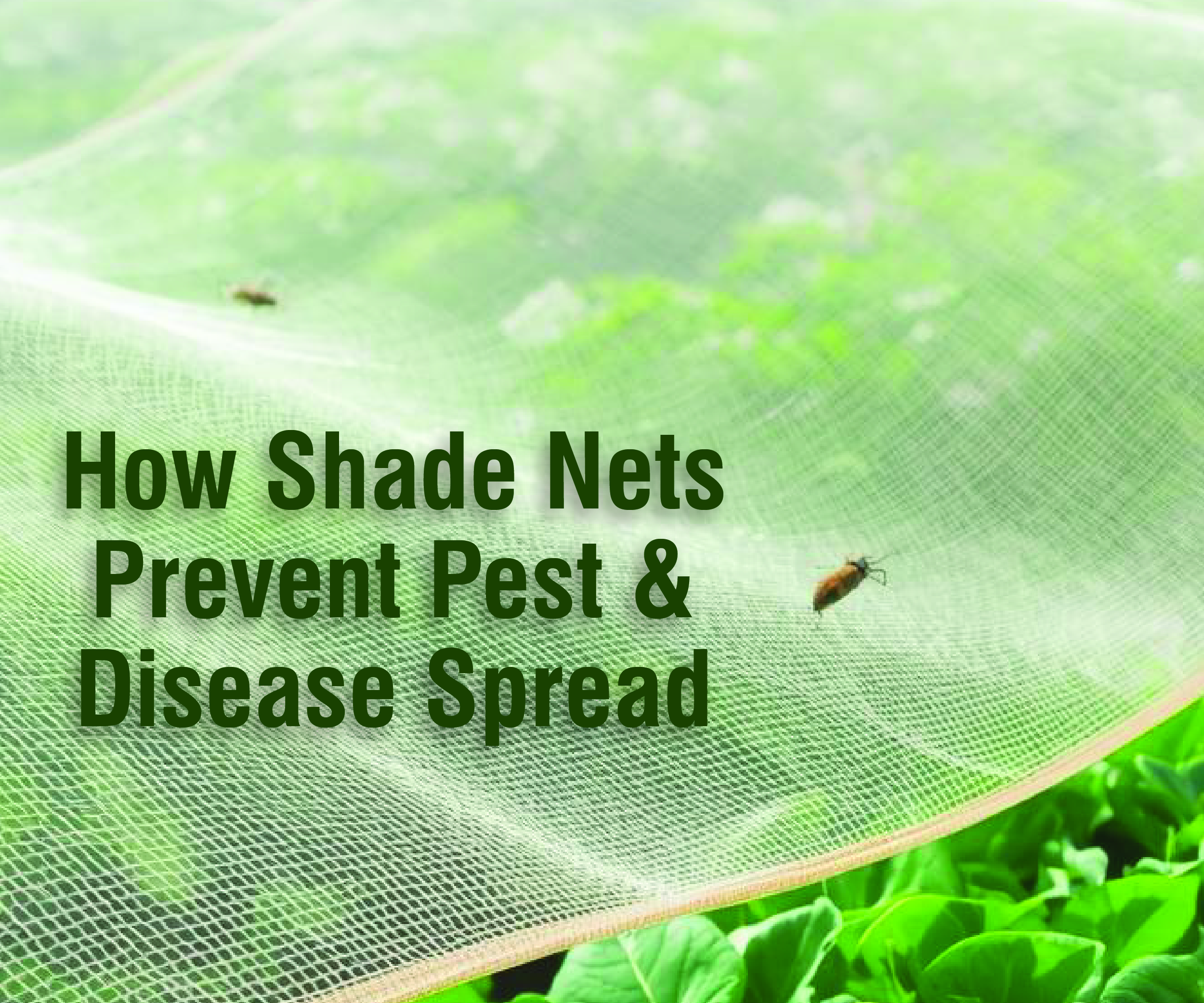 The Invisible Shield: How Shade Nets Prevent Pest and Disease Spread