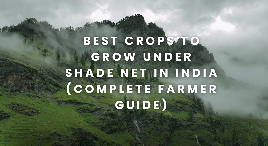 Best Crops to Grow Under Shade Net in India (Complete Farmer Guide)